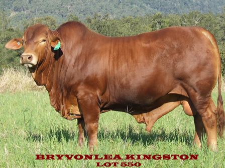 Bryvonlea Kingston